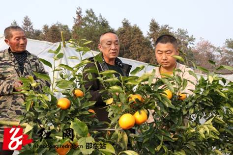 流泽：百亩沃柑获丰收果农采摘庆新年_邵阳头条网