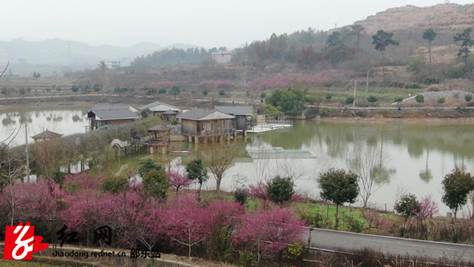 仙槎桥镇湘荷村:梅花绽放春意浓 赏花打卡正当时_邵阳头条网