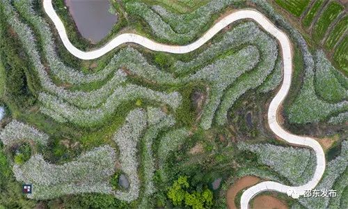 700亩玫瑰绽放！地址在邵东市钢厂村_邵阳头条网