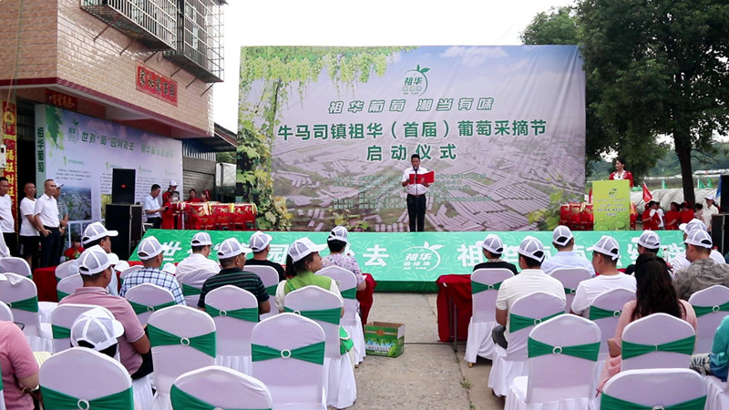 牛马司镇祖华村:举行首届葡萄采摘节_邵阳头条网