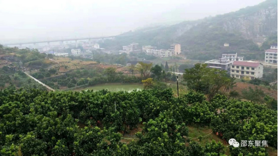 不一样的“柚”惑，邵东退伍老兵只因为了实现“金山”果梦(图3)