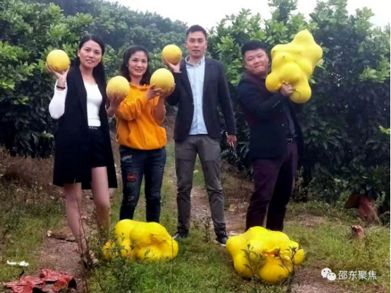 不一样的“柚”惑，邵东退伍老兵只因为了实现“金山”果梦(图12)