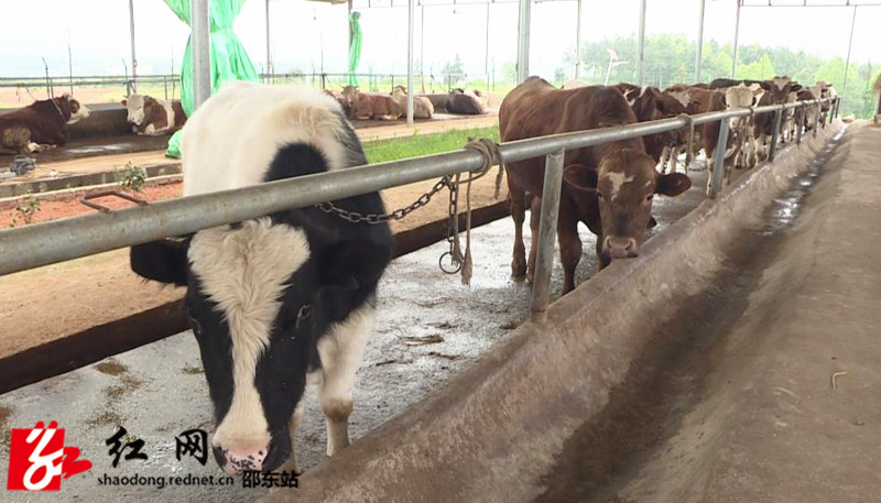 湖南农大与邵东三都惠众共建肉牛养殖产业基地(图1)