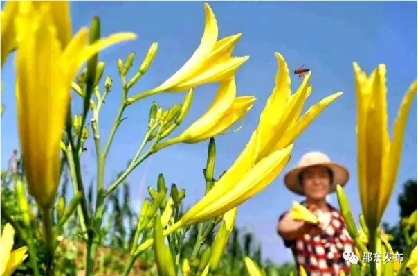 刘事青：高起点谋划，纯绿色发展，重振“邵东黄花菜”产业雄风(图5)