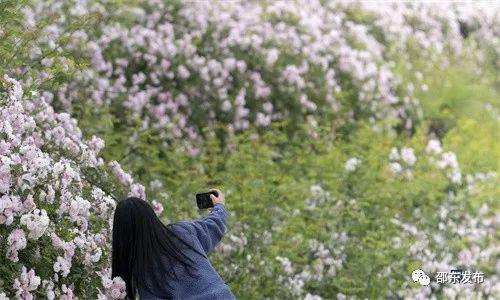 700亩玫瑰绽放地址在邵东市钢厂村(图2)